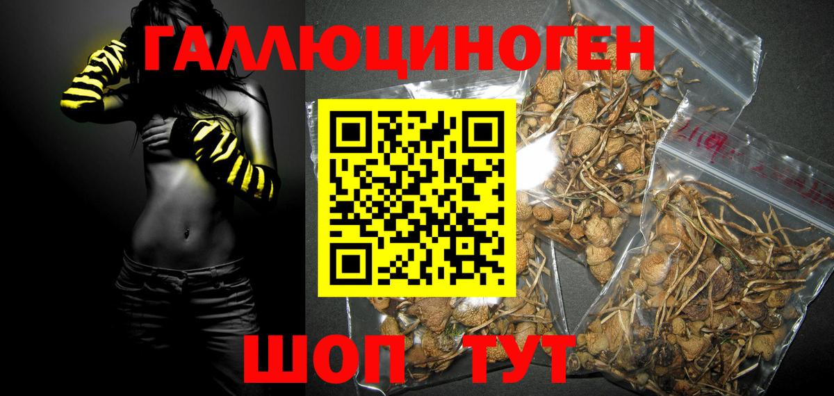 Галлюциногенные грибы Psilocybine cubensis  Вход с VPN  Ставрополь 